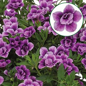 Bild von Calibrachoa double P12 special purple bicolor